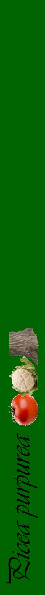 Étiquette de : Picea purpurea - format a - style noire8viv avec comestibilité simplifiée