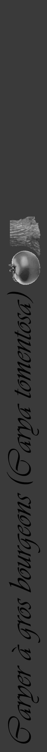 Étiquette de : Carya tomentosa - format a - style noire8simpleviv avec comestibilité simplifiée - position verticale