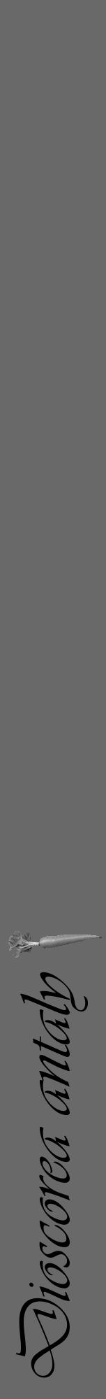 Étiquette de : Dioscorea antaly - format a - style noire11viv avec comestibilité simplifiée - position verticale