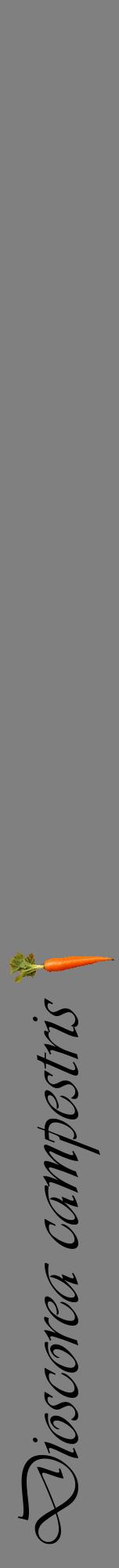Étiquette de : Dioscorea campestris - format a - style noire57viv avec comestibilité simplifiée