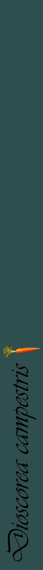 Étiquette de : Dioscorea campestris - format a - style noire58viv avec comestibilité simplifiée