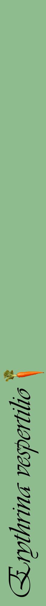 Étiquette de : Erythrina vespertilio - format a - style noire13viv avec comestibilité simplifiée