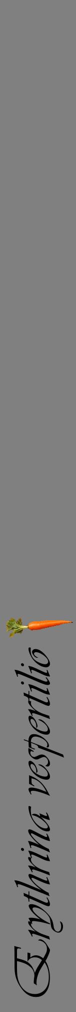 Étiquette de : Erythrina vespertilio - format a - style noire57viv avec comestibilité simplifiée