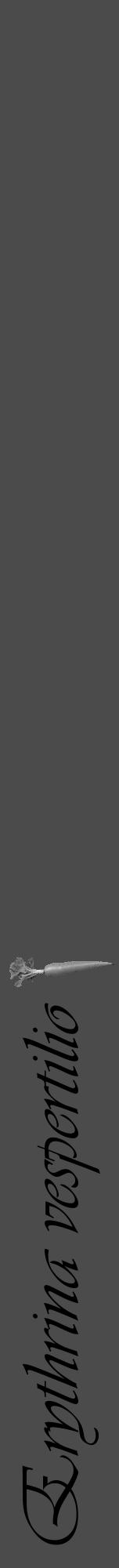 Étiquette de : Erythrina vespertilio - format a - style noire9basiqueviv avec comestibilité simplifiée - position verticale