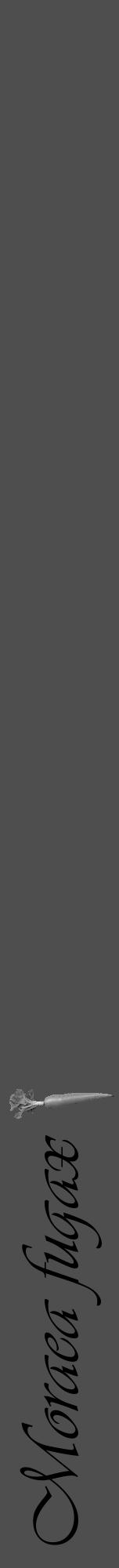 Étiquette de : Moraea fugax - format a - style noire33viv avec comestibilité simplifiée - position verticale