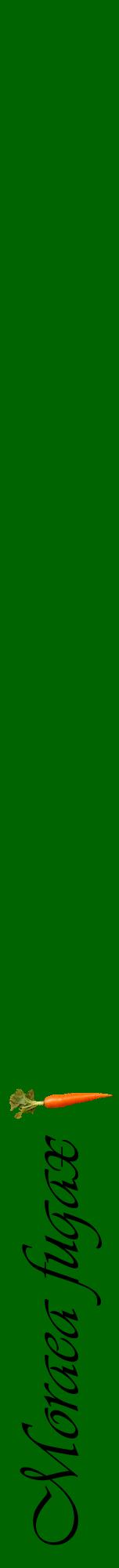 Étiquette de : Moraea fugax - format a - style noire8viv avec comestibilité simplifiée