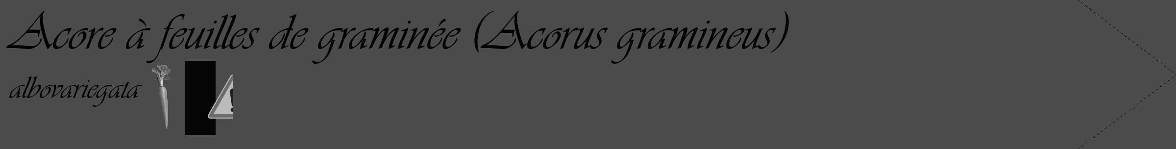 Étiquette de : Acorus gramineus albovariegata - format c - style noire9_simple_simpleviv avec comestibilité simplifiée