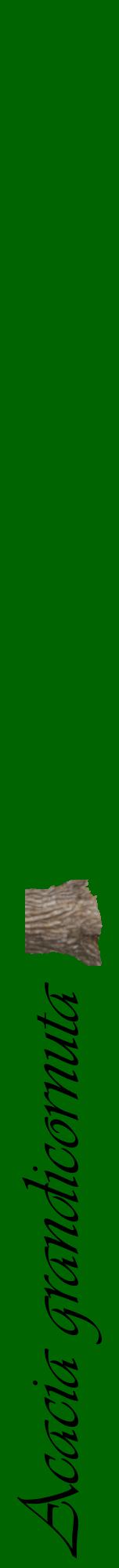 Étiquette de : Acacia grandicornuta - format a - style noire8viv avec comestibilité simplifiée