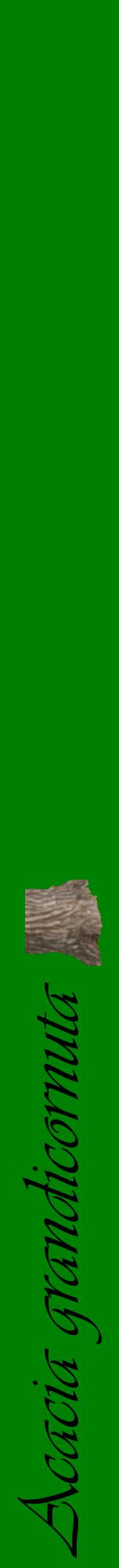 Étiquette de : Acacia grandicornuta - format a - style noire9viv avec comestibilité simplifiée