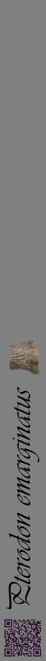 Étiquette de : Pterodon emarginatus - format a - style noire57viv avec qrcode et comestibilité simplifiée
