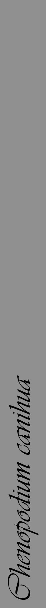 Étiquette de : Chenopodium canihua - format a - style noire4viv avec comestibilité - position verticale
