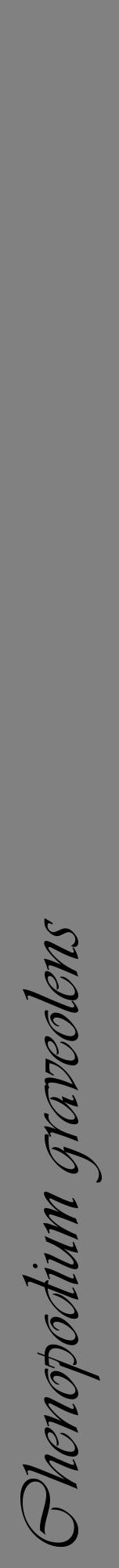 Étiquette de : Chenopodium graveolens - format a - style noire50viv avec comestibilité - position verticale