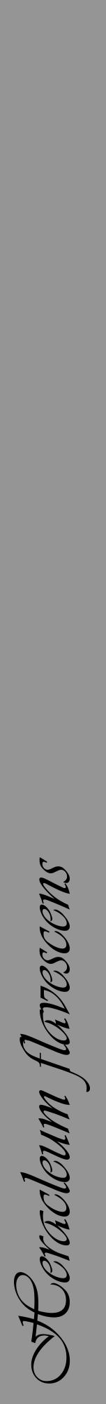 Étiquette de : Heracleum flavescens - format a - style noire16viv avec comestibilité - position verticale