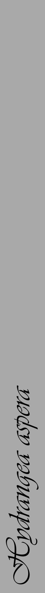 Étiquette de : Hydrangea aspera - format a - style noire13viv avec comestibilité - position verticale