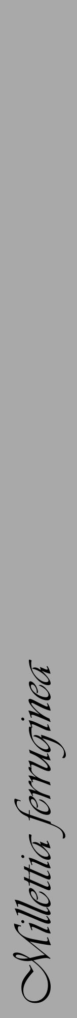 Étiquette de : Millettia ferruginea - format a - style noire13viv avec comestibilité - position verticale
