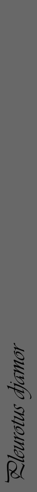 Étiquette de : Pleurotus djamor - format a - style noire43viv avec comestibilité - position verticale