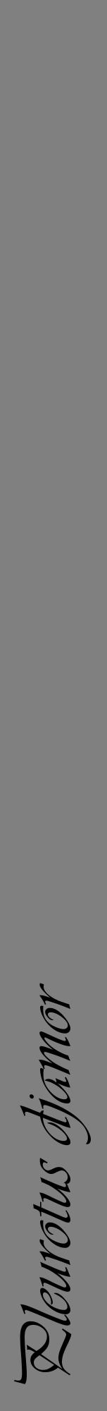 Étiquette de : Pleurotus djamor - format a - style noire57viv avec comestibilité