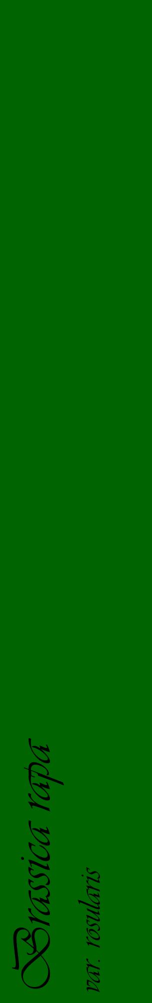 Étiquette de : Brassica rapa var. rosularis - format c - style noire8_basiqueviv avec comestibilité