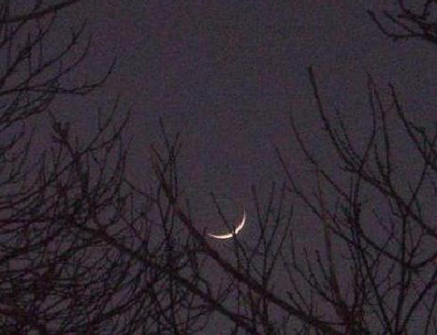 Croissant de lune juste au dessus des branches d'un arbre