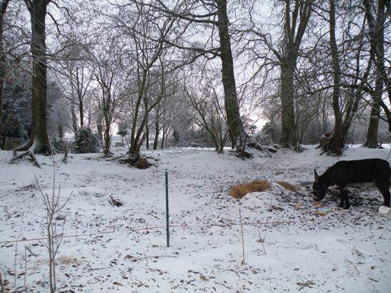 Le jardin et Manon sous la neige