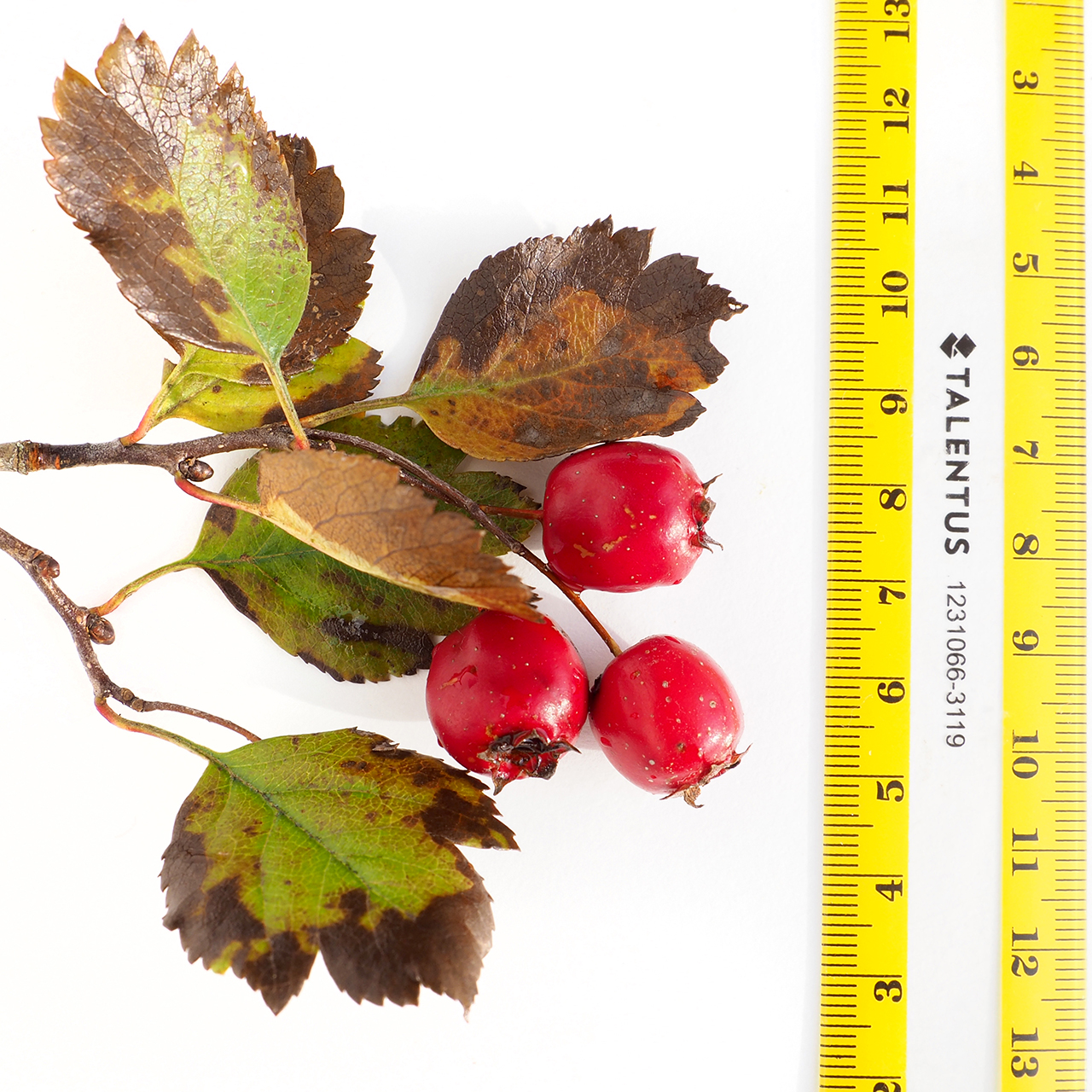 Illustration Crataegus laevigata, Par Hladac, via wikimedia 