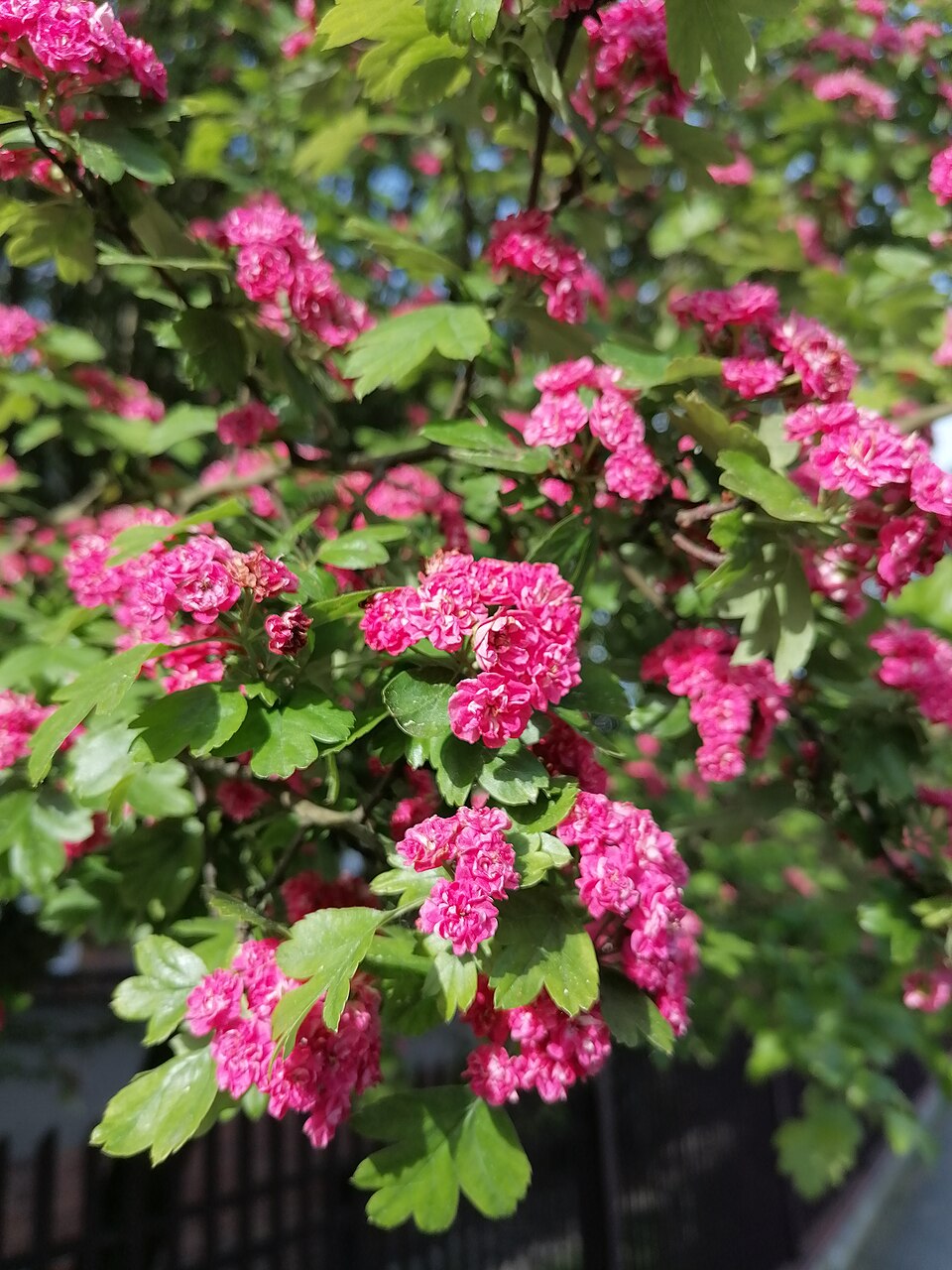 Illustration Crataegus laevigata, Par Abraham, via wikimedia 