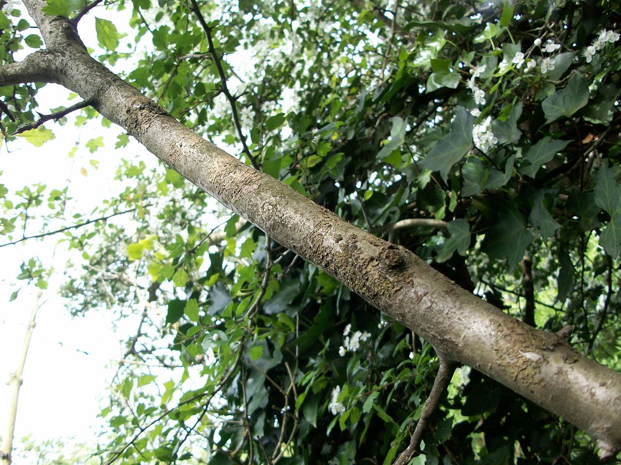 Illustration Crataegus laevigata, Par B59210, via wikimedia 