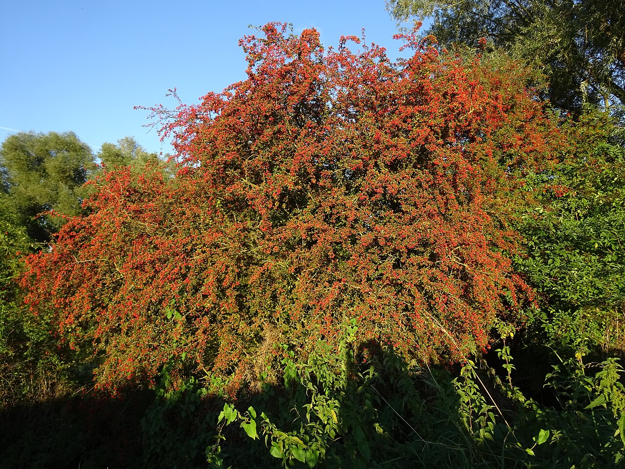 Illustration Crataegus laevigata, Par Pieter Delicaat, via wikimedia 