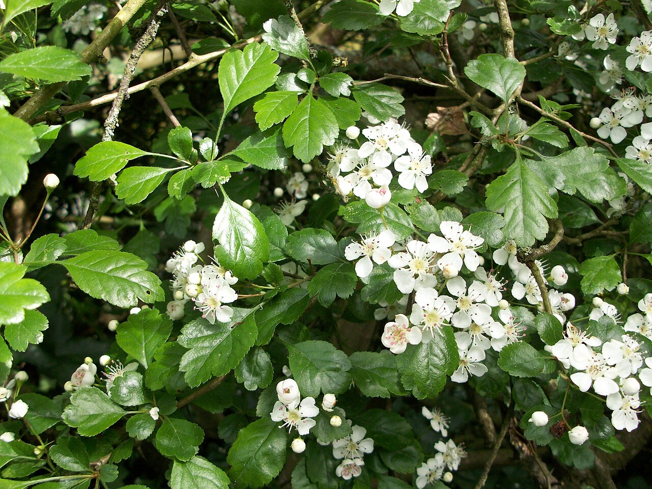 Illustration Crataegus laevigata, Par B59210, via wikimedia 