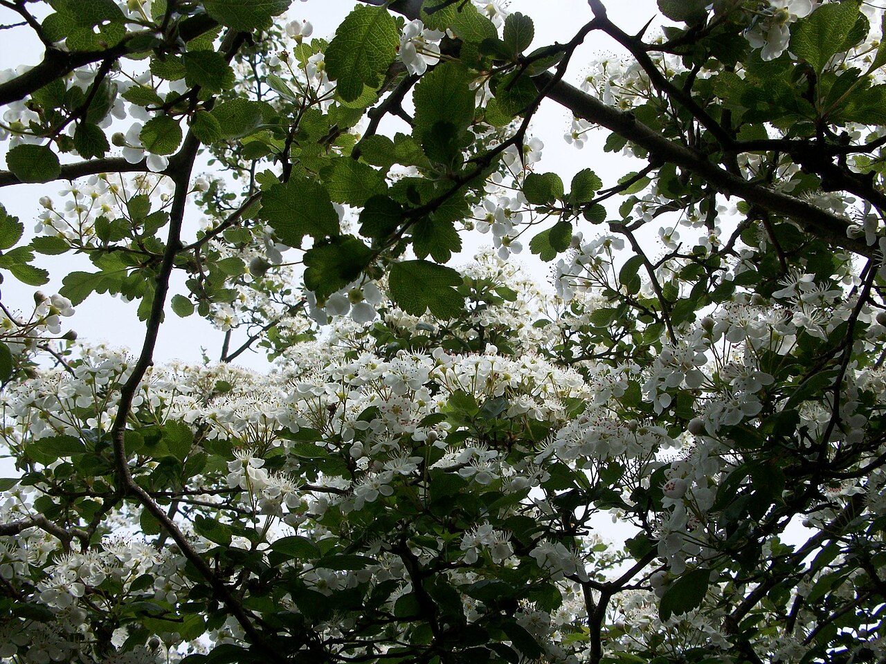 Illustration Crataegus laevigata, Par B59210, via wikimedia 