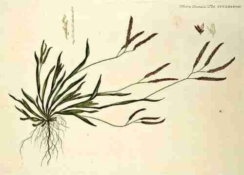Illustration Digitaria sanguinalis, Flora Danica [G.C. Oeder et al] (fasicle 7, t. 388 ; 1761-1883), via plantillustrations.org 