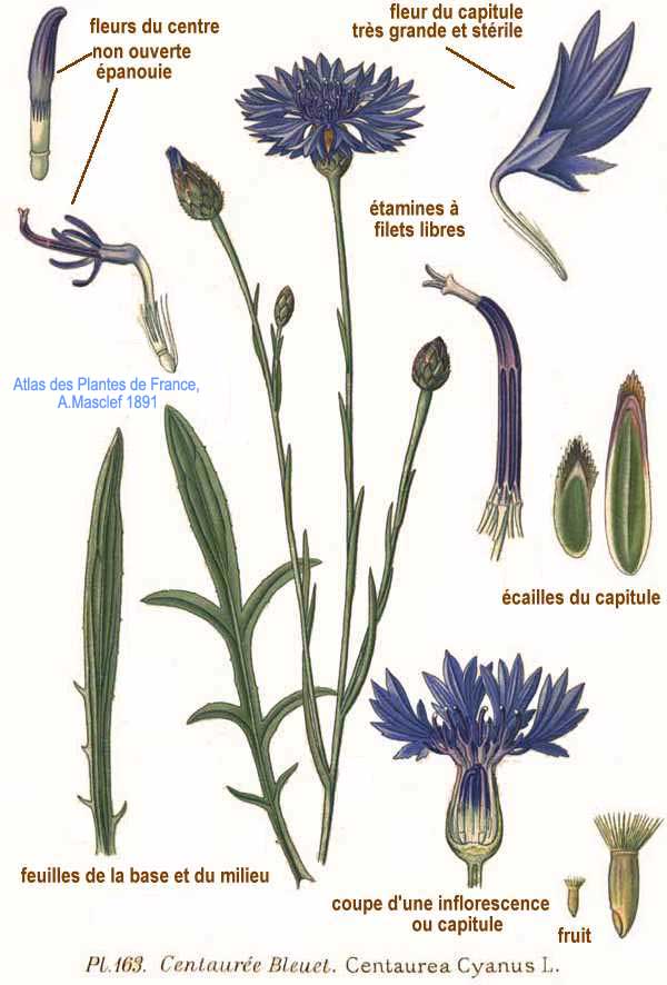 Illustration Cyanus segetum, Par Am%C3%A9d%C3%A9e+Masclef+%281858%E2%80%931916%29, via wikimedia 