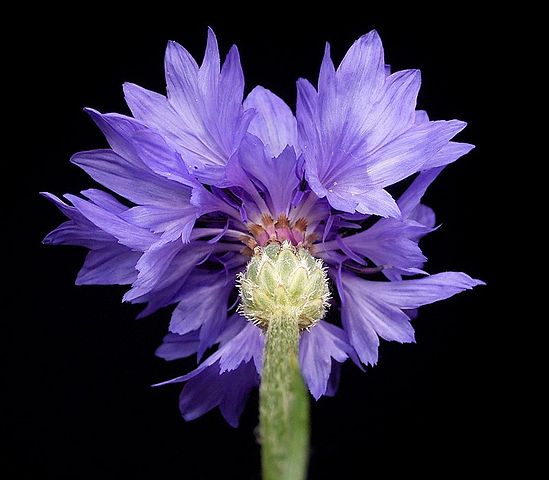 Illustration Cyanus segetum, Par Frank Vincentz, via wikimedia 