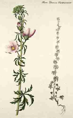 Illustration Malva moschata cv. 'À Fleurs Blanches', Par Oeder G.C. (Flora Danica, Hft 16, t. 905 ;1761-1883), via plantillustrations.org 