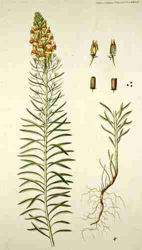 Illustration Linaria vulgaris, Par Oeder G.C. (Flora Danica, Hft 17, t. 982, 1761-1883), via plantillustrations.org 