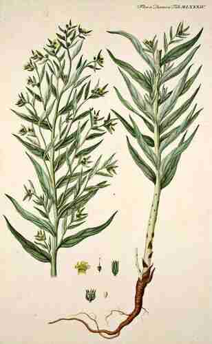 Illustration Lithospermum officinale, Par Oeder G.C. (Flora Danica, Hft 19, t. 1084, 1761-1883), via plantillustrations.org 