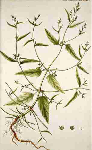 Illustration Atriplex patula, Par Oeder G.C. (Flora Danica, Hft 22, t. 1285 ; 1761-1883), via plantillustrations.org 
