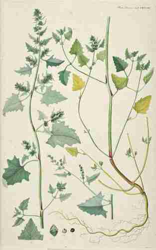 Illustration Atriplex glabriuscula, Par Oeder G.C. (Flora Danica, Hft 46, t. 2712 ; 1761-1883), via plantillustrations.org 