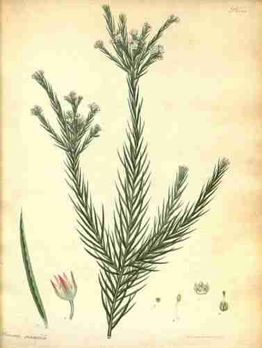 Illustration Diosma hirsuta, The botanist´s repository [H.C. Andrews] (vol. 7: t. 451 ; 1806-1807) [H.C. Andrews], via plantillustrations.org 