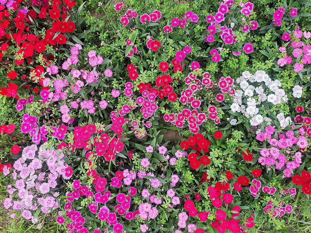 Illustration Dianthus caryophyllus, Par Tanvir Rahat, via wikimedia 