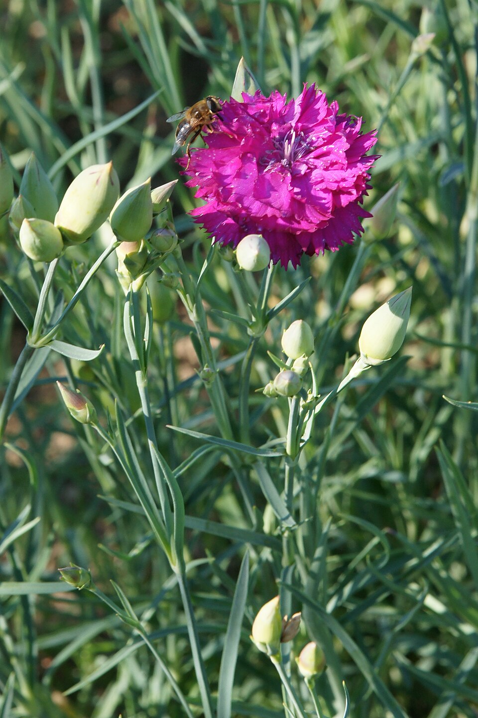 Illustration Dianthus caryophyllus, Par Sandstein, via wikimedia 