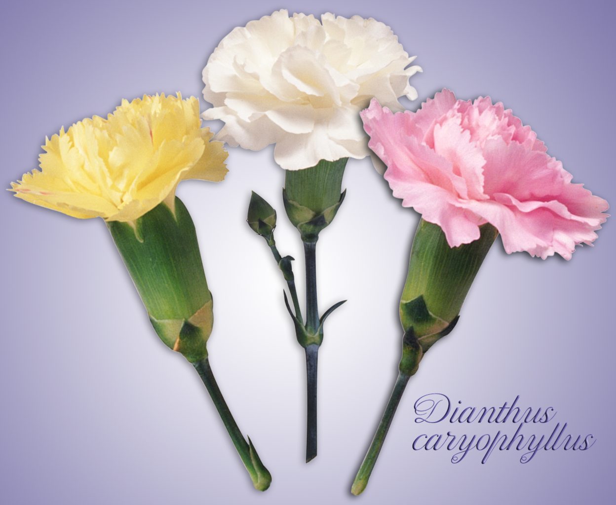 Illustration Dianthus caryophyllus, Par Andrikkos, via wikimedia 