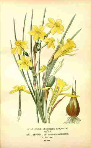 Illustration Narcissus jonquilla, Par Step E., Bois D. (Favourite flowers of garden and greenhouse, vol. 4: t. 259 ; 1896-1897) [D.G.J.M. Bois], via plantillustrations.org 