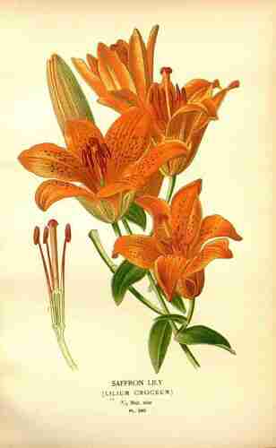 Illustration Lilium bulbiferum, Par Step E., Bois D. (Favourite flowers of garden and greenhouse, vol. 4: t. 280, 1896-1897) [D. Bois], via plantillustrations.org 