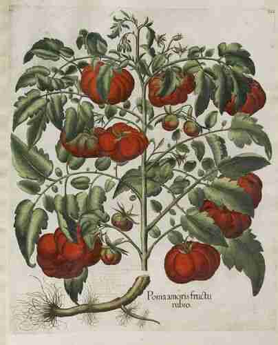 Illustration Solanum lycopersicum, Par Bessler Basilius (Hortus Eystettensis, vol. 3: Primus ordo collectarum plantarum autumnalium, t. 322 ; 1613), via plantillustrations.org 