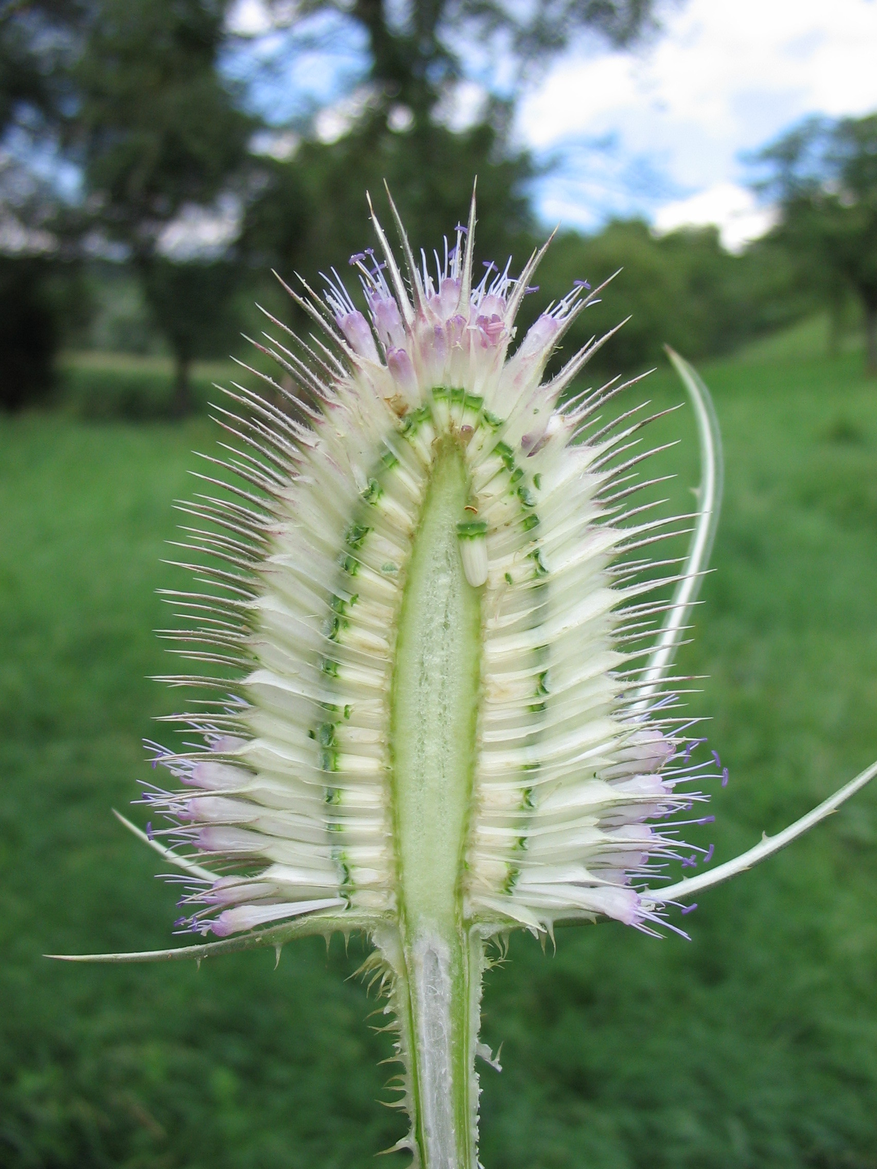 Illustration Dipsacus fullonum, Par Warden, via wikimedia 
