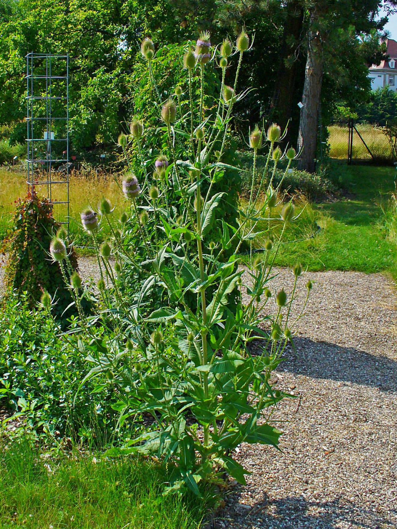 Illustration Dipsacus fullonum, Par H. Zell, via wikimedia 