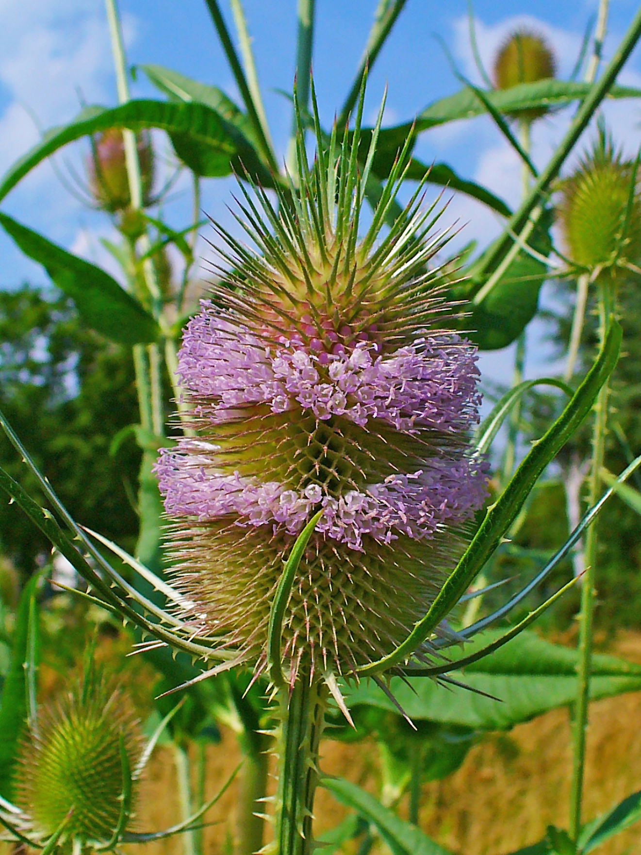 Illustration Dipsacus fullonum, Par H. Zell, via wikimedia 