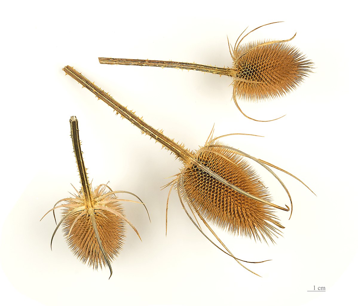Illustration Dipsacus fullonum, Par Didier Descouens, via wikimedia 