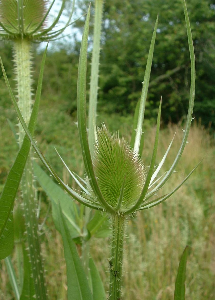 Illustration Dipsacus fullonum, Par Jeffdelonge, via wikimedia 